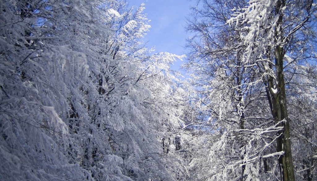 snow on trees