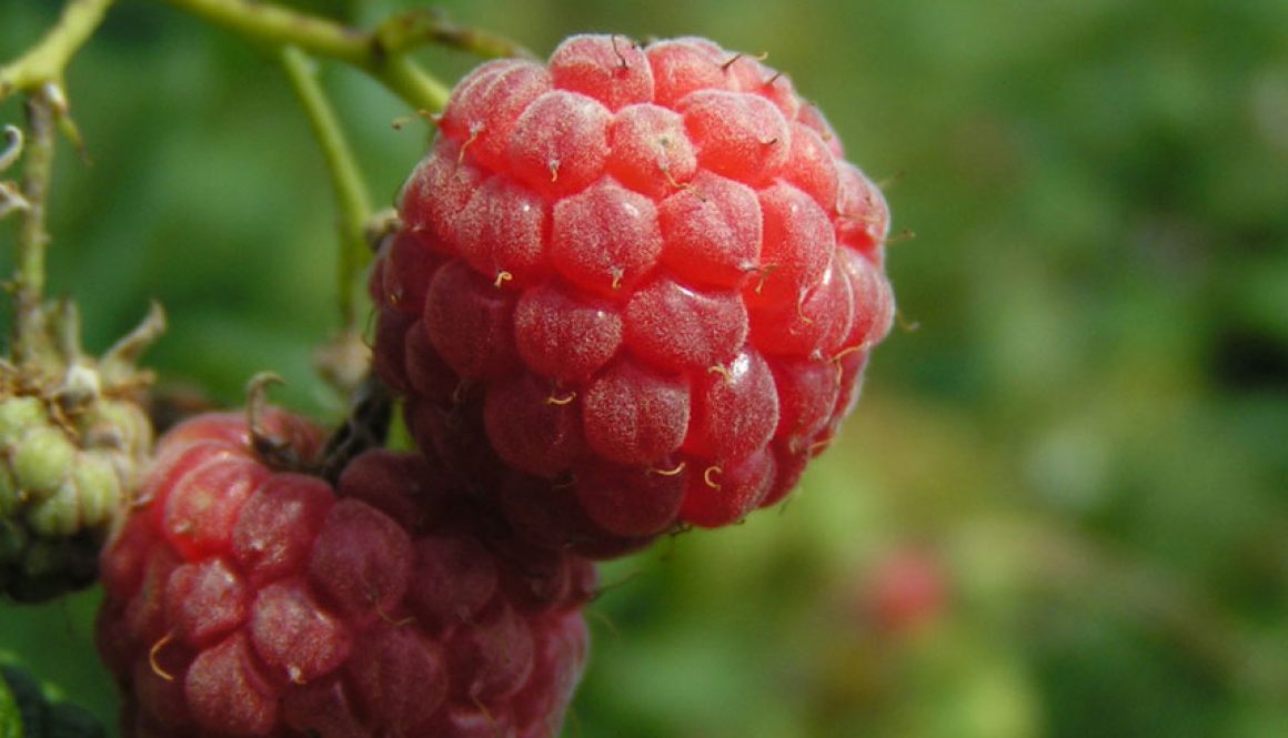 raspberry