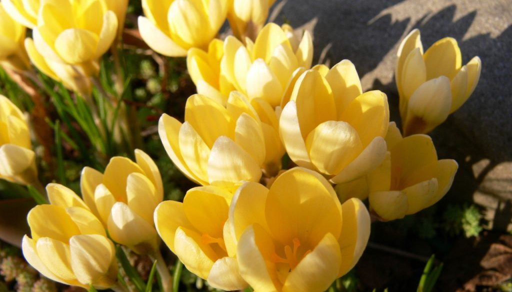 crocus