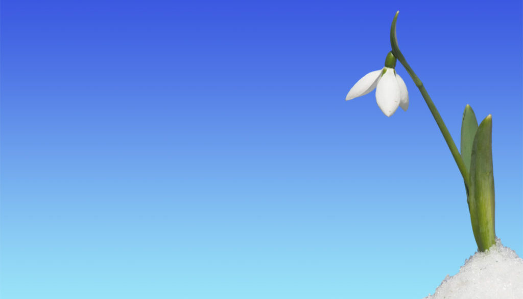 snowdrop flower